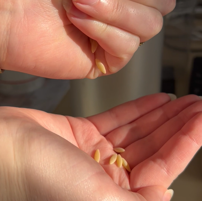 orzo